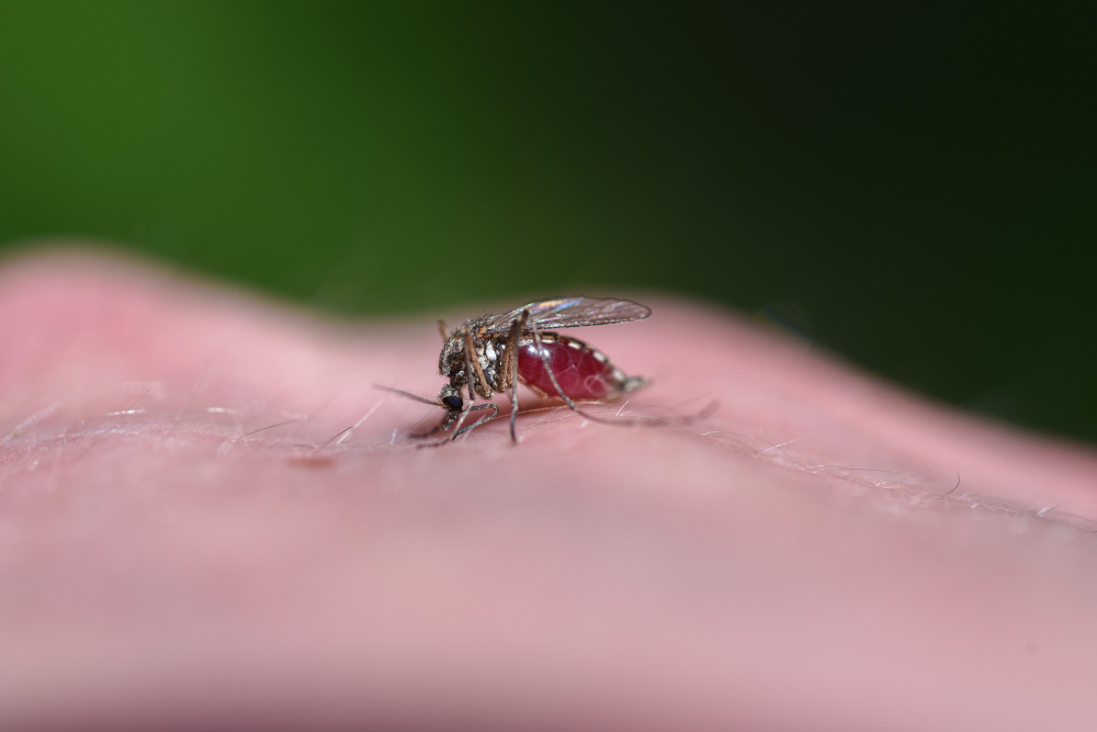 Mosquito Drinks Blood From Human Body