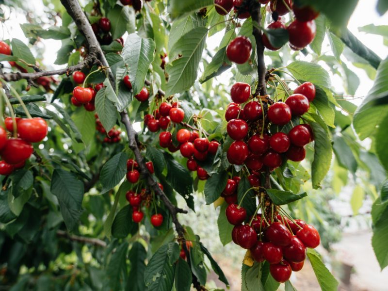 Ripe Bunches Red Cherries Branches Tree