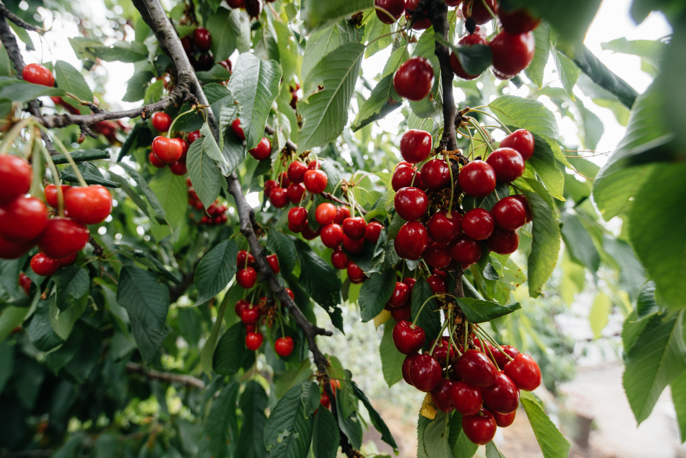 Ripe Bunches Red Cherries Branches Tree