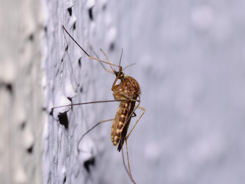 Mosquito Wall