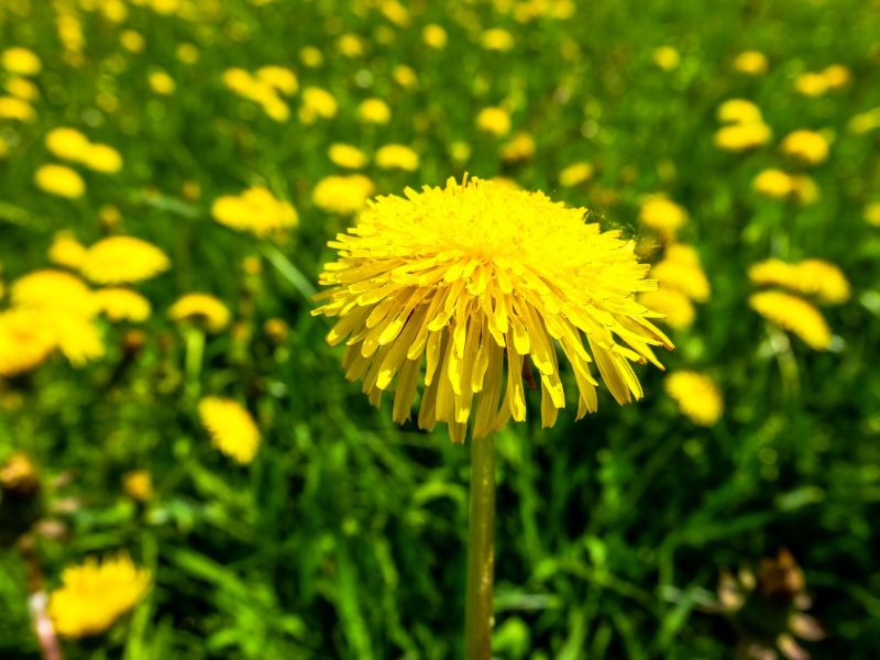 Yellow Dandelions Bavaria Germany