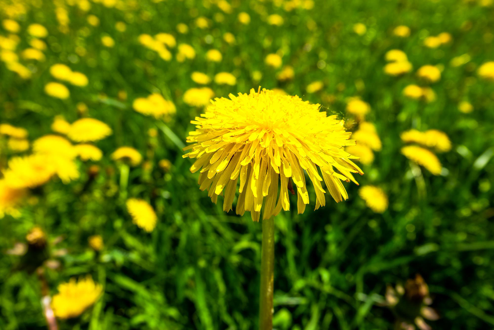 yellow-dandelions-bavaria-germany