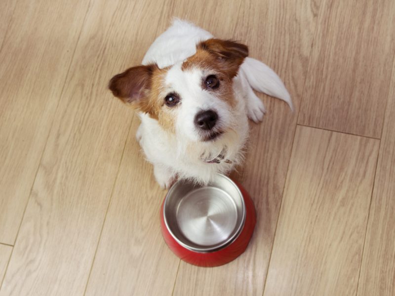 Hungry Dog Food With Red Empty Bowl High Angle View