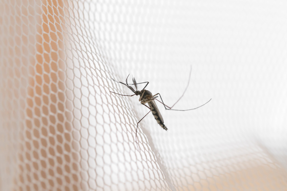 Mosquito White Mosquito Wire Mesh Net Mosquito Disease Is Carrier Malaria