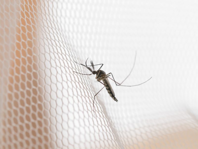 Mosquito White Mosquito Wire Mesh Net Mosquito Disease Is Carrier Malaria