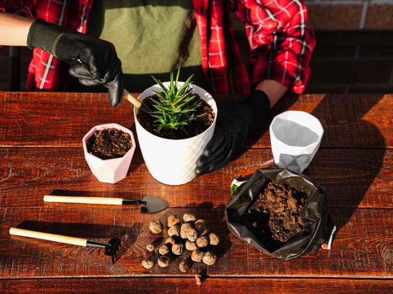 Home Plant Transplant Tools Soil Drainage Shovel Rake Pot Succulent Plant Cactus Home Tree Care Closeup Top View