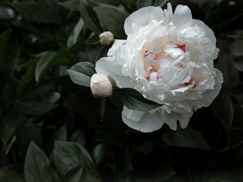 Natural White Peony Among Leaves Copy Space