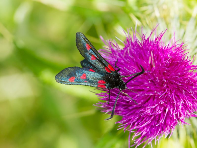 Closeup Zygaenidae Butterfly Pink Thistle Looking Food