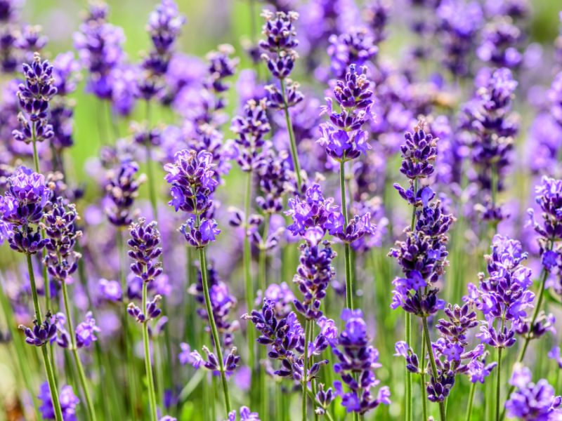 Lavender Plant Growing Field Summertime