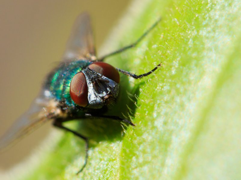 Macro Shot Common Green Bottle Fly Leaf Sunlight