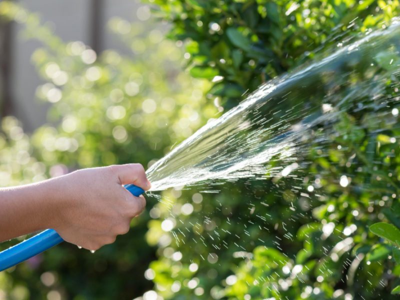 Spraying Water Trees Sunset Routin House Work