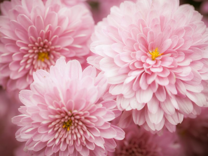 Close Up Macro Flower