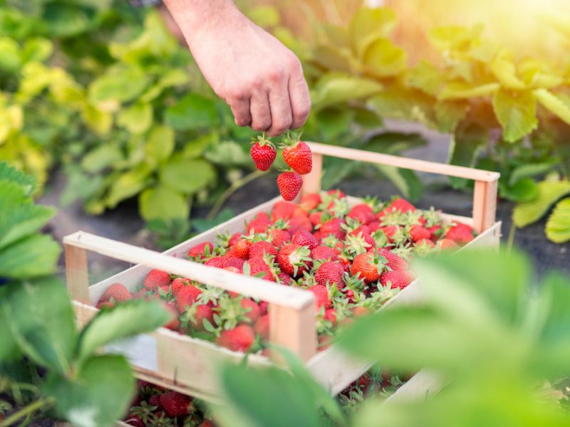 Harvesting Delicious Organic Strawberries Fruit