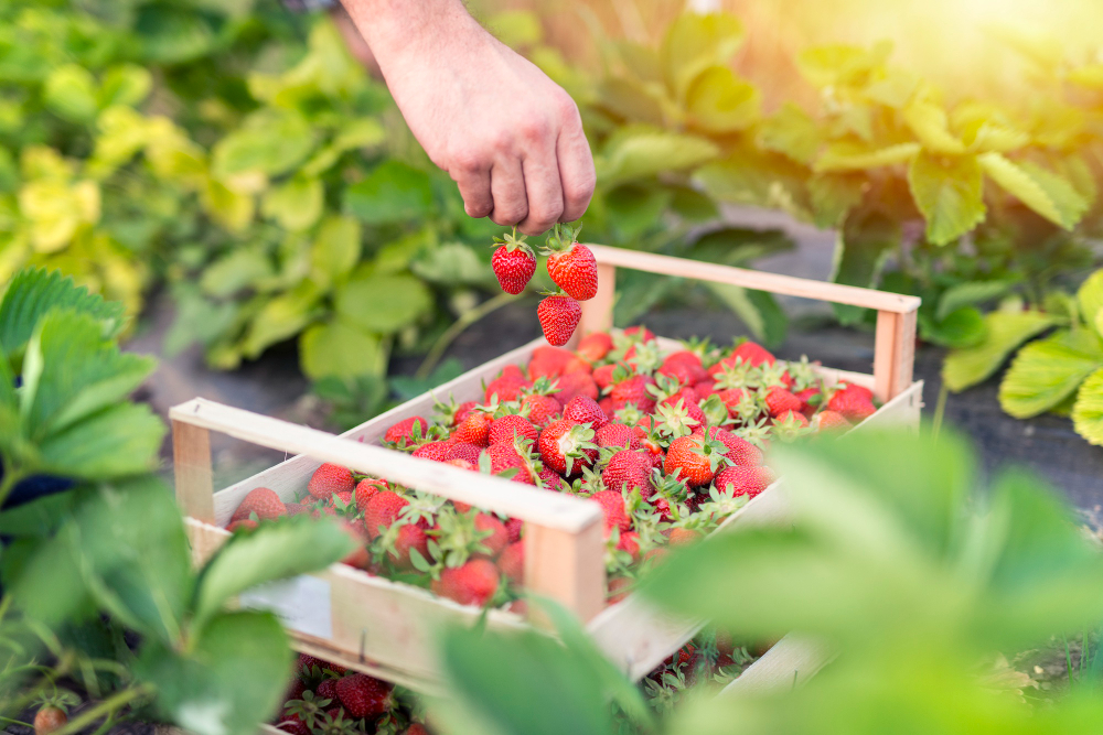 Harvesting Delicious Organic Strawberries Fruit