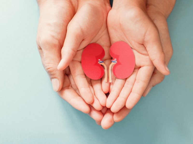 Adult Child Holding Kidney Shaped Paper World Kidney Day National Organ Donor Day Charity Donation Concept