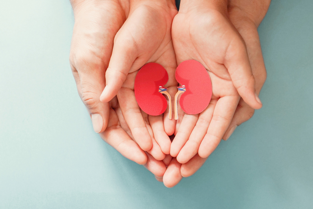 adult-child-holding-kidney-shaped-paper-world-kidney-day-national-organ-donor-day-charity-donation-concept