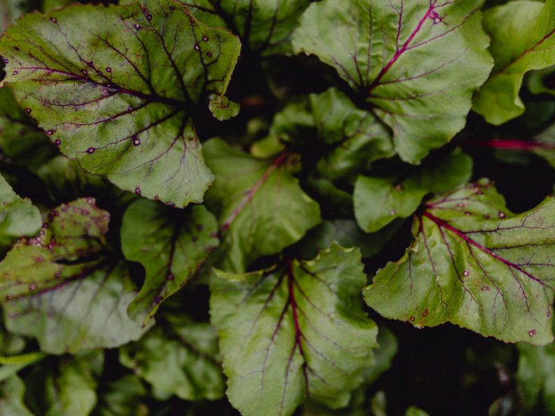 Aerial View Rhubarb Garden