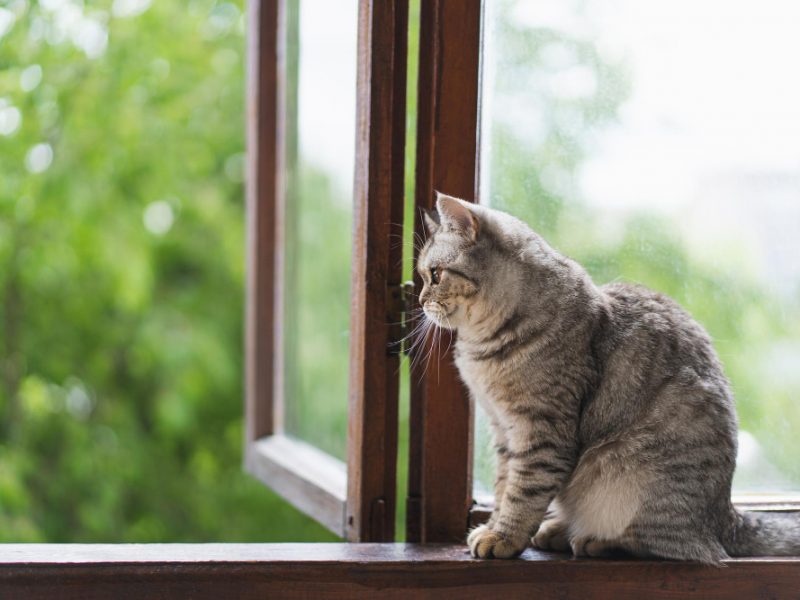 Cute Cat Scottish Straight Sitting Windowsill