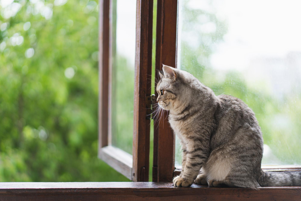 Cute Cat Scottish Straight Sitting Windowsill