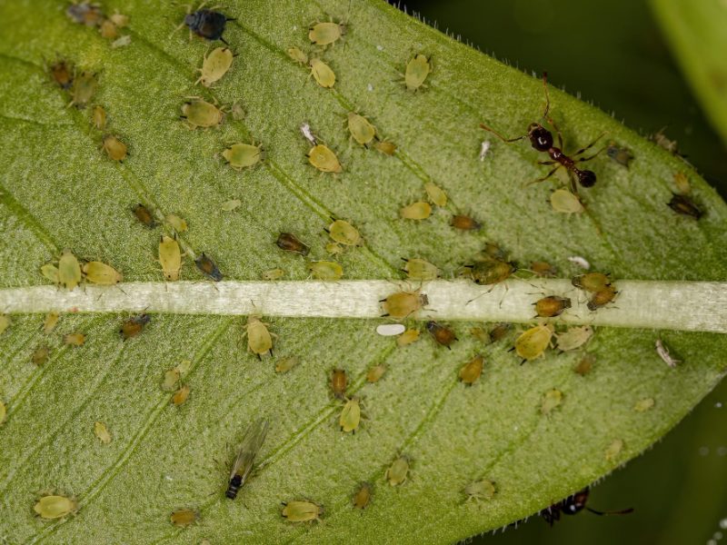 group-small-green-aphids