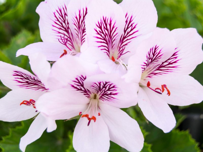 Geranium Flowers Pelargonium Spring Time