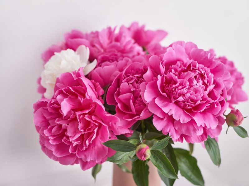 Peony Bouquet Vase Rich Bunch Peonies Spring Flowers