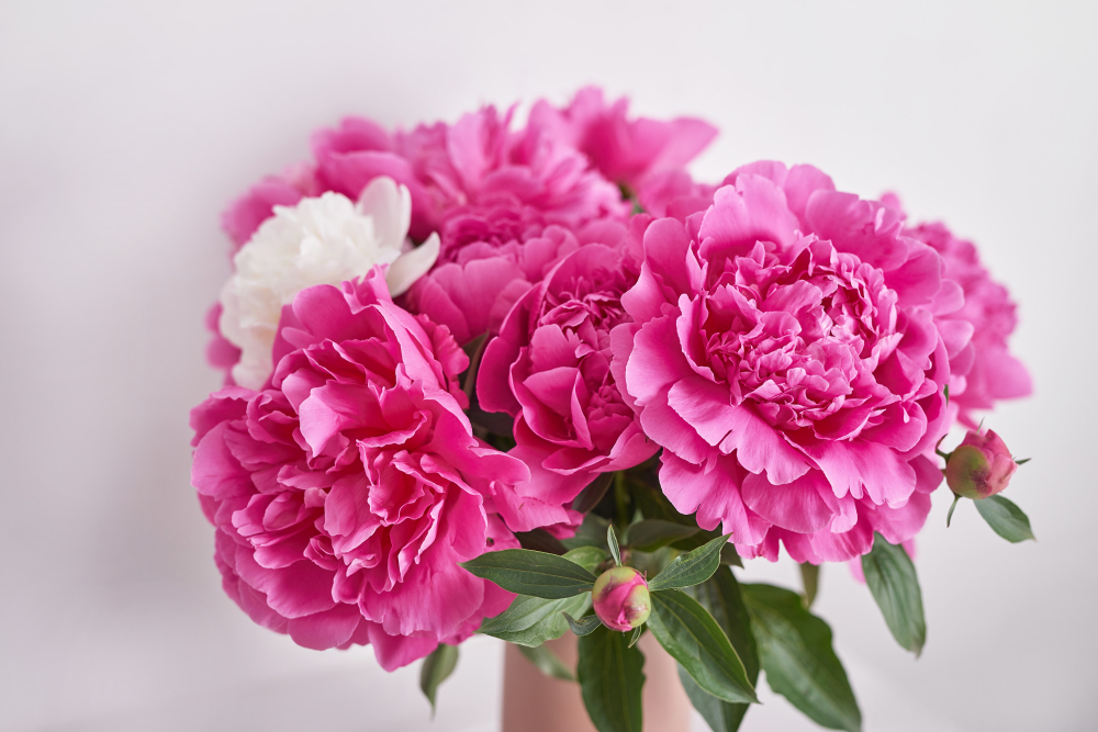 Peony Bouquet Vase Rich Bunch Peonies Spring Flowers