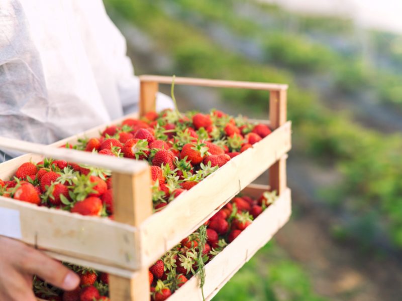Farmer Holding Freshly Harvested Ripe Strawberries Strawberry Farm Field