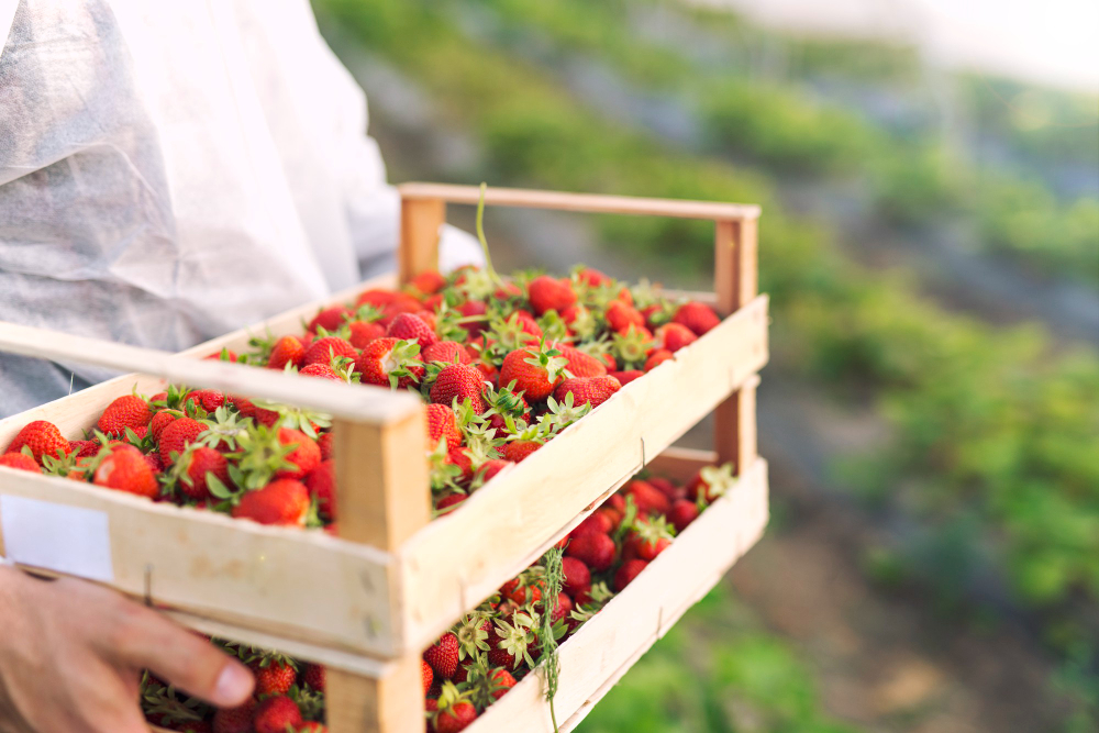 Farmer Holding Freshly Harvested Ripe Strawberries Strawberry Farm Field