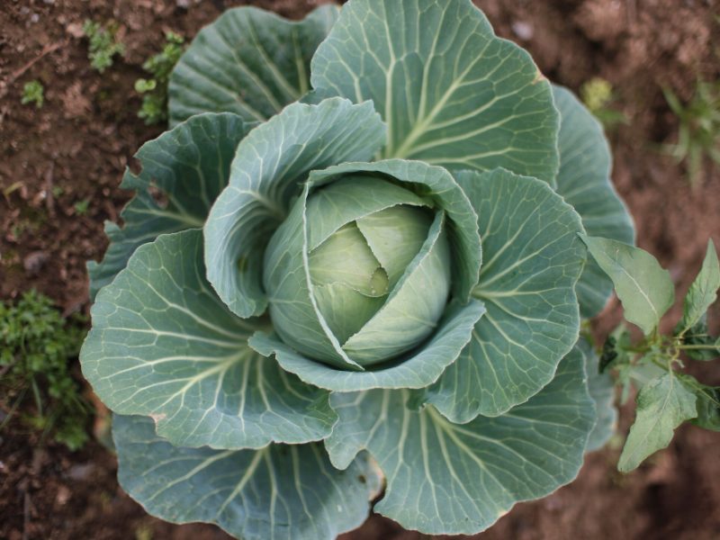 Top View Green Cabbage Growing Garden