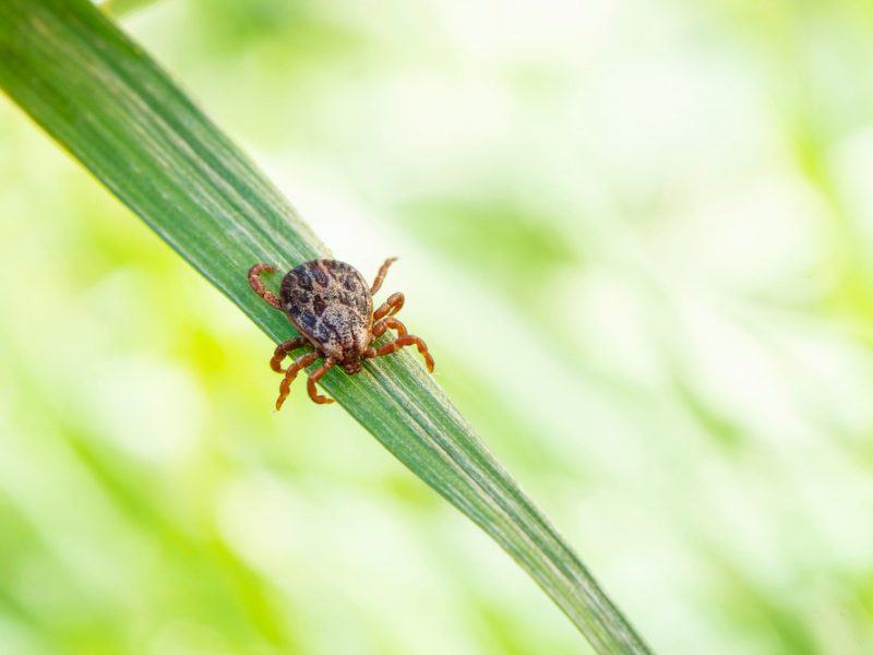 Tick Grass Acarus Green Grass Dermacentor Marginatus Dermacentor Reticulatus