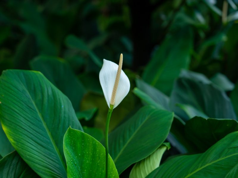 Closeup Shot Beautiful White Anthurium Flower With Green Leaves