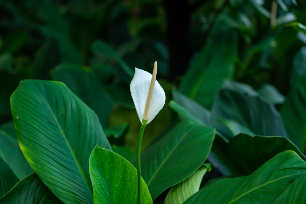 Closeup Shot Beautiful White Anthurium Flower With Green Leaves