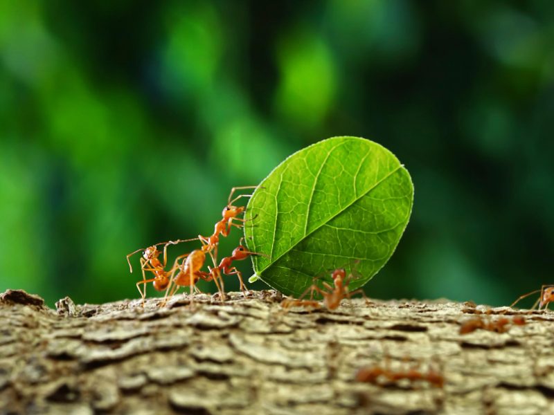 Ants Carry Leaves Back Build Their Nests Carrying Leaves Closeup Sunlight Background
