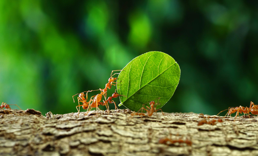 Ants Carry Leaves Back Build Their Nests Carrying Leaves Closeup Sunlight Background