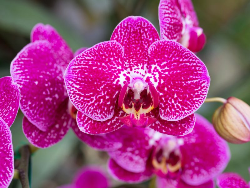 Pink Phalaenopsis Orchid Flower