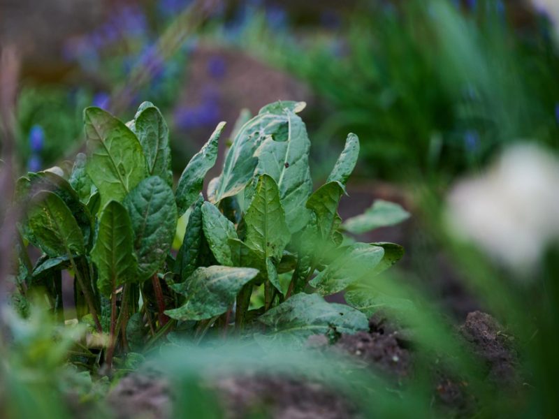 Green Leaves Sorrel Garden Spring Day