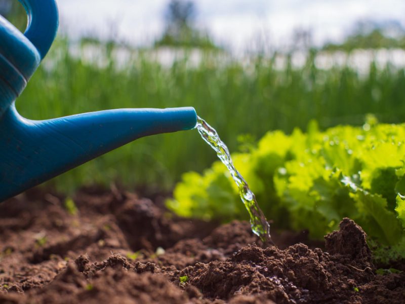Watering Vegetable Plants Plantation Summer Heat With Watering Can Gardening Concept Agriculture Plants Growing Bed Row