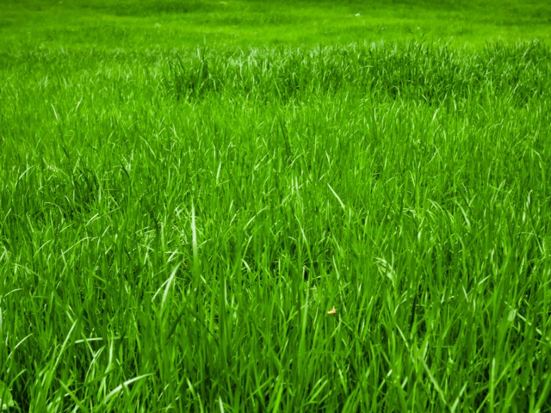 Green Grass