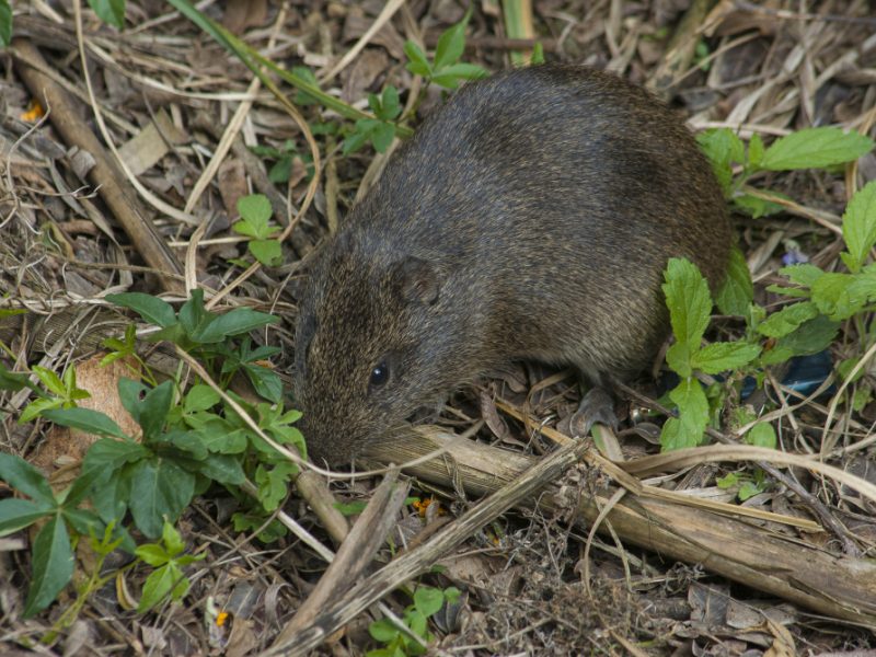 Small Grey Pine Vole Ground Near Plants Growing