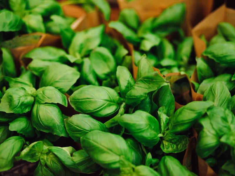 Beautiful Juicy Green Basil Close Up Traditions Italian Cuisine Herbs Seasonings Taste Aroma Enjoy Summer Ingredients Fine Cuisine