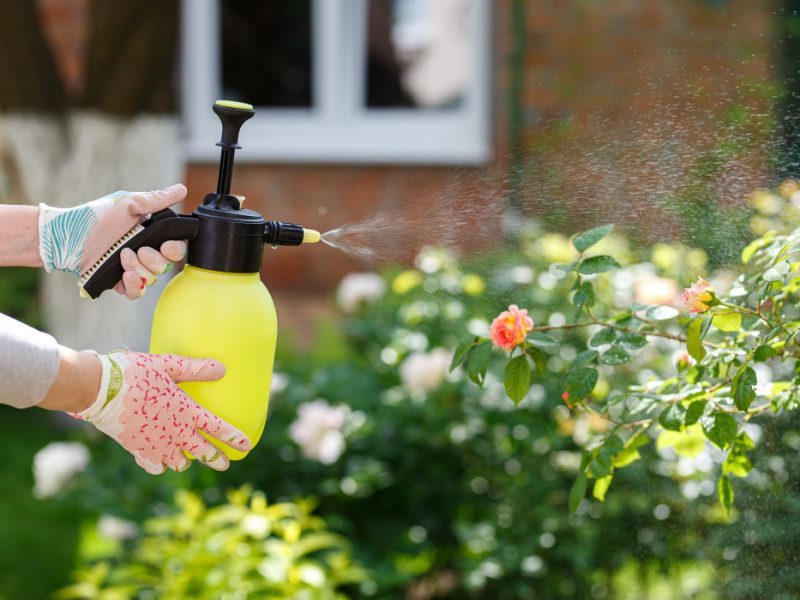 Woman Gardener Spraying Flowers Home Garden