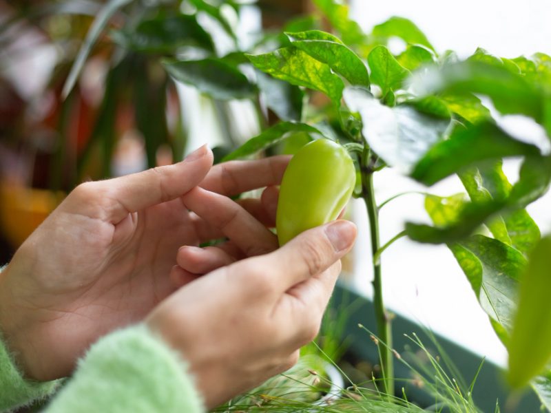 Woman Gardener Home Holding Green Pepper Growing Plant