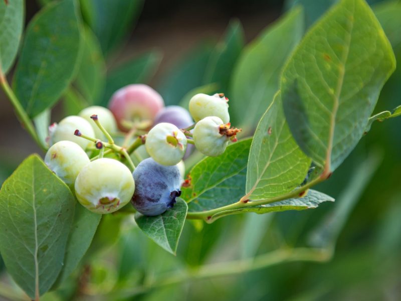Blueberry Bush Close Up Vaccinium Corymbosum Blueberries Ripen Bushes