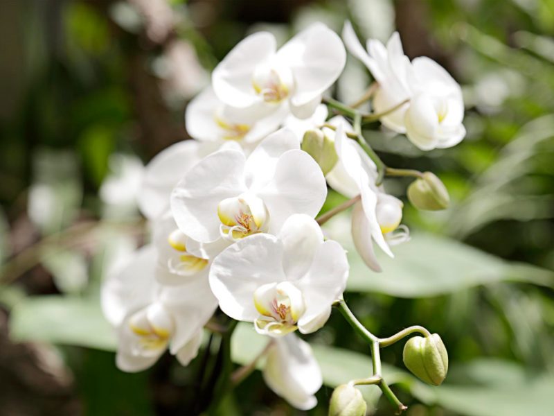 Several White Orchids Greenhouse