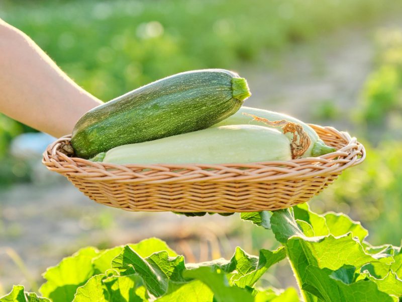 Harvest Fresh Zucchini Basket Hands Close Up Sunny Summer Vegetable Garden Background Healthy Organic Food Vegetable Farm Hobby Small Business