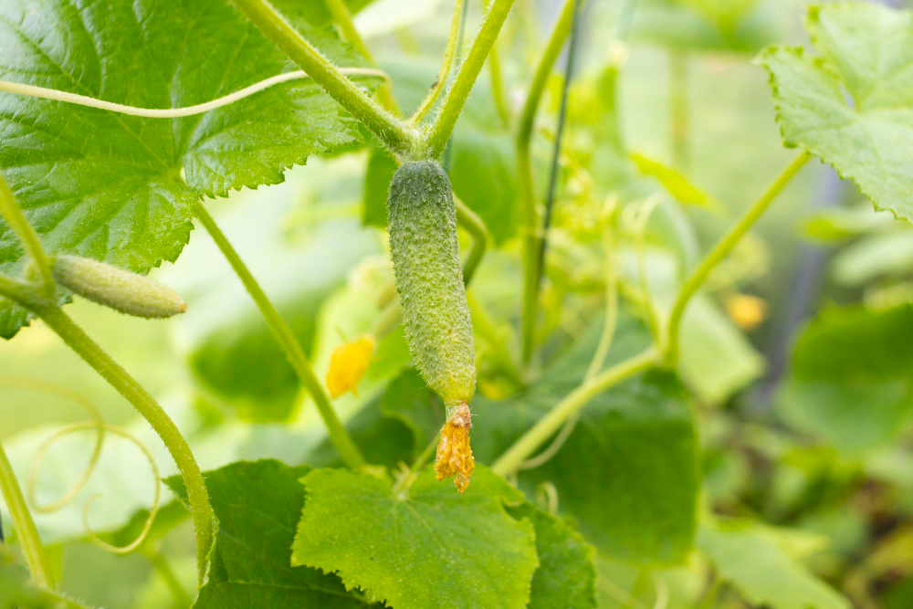 young-fresh-cucumber-seedling-grown-open-ground-cucumber-plantations-cultivation