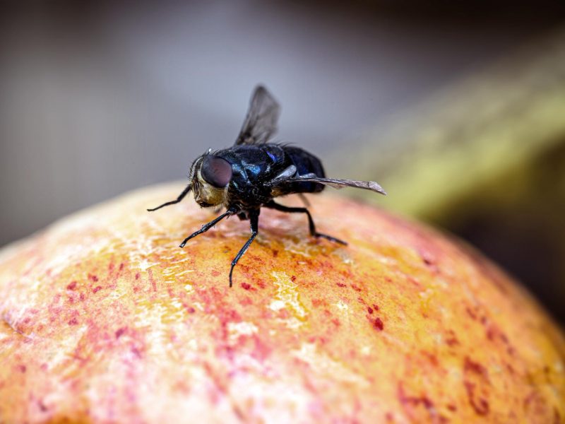 Fly Old Fruit Apple Spoiled With Flies Kitchen