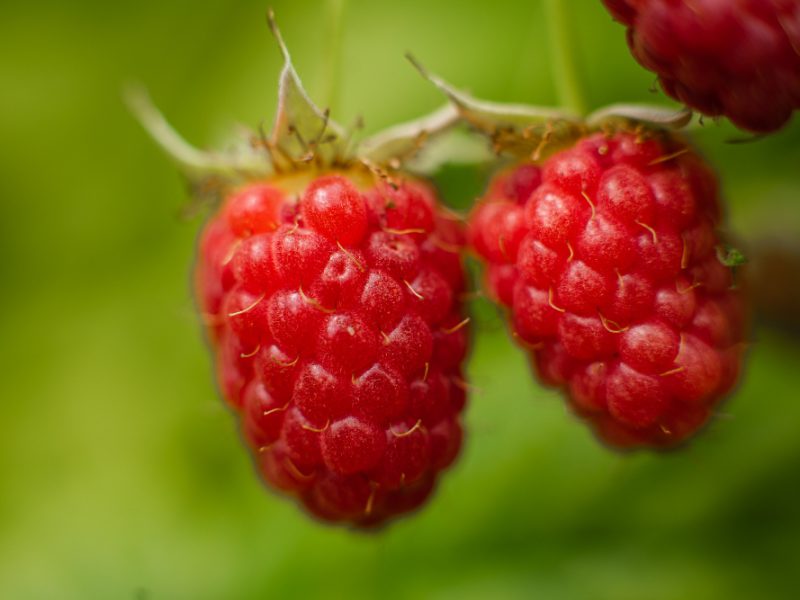 Picture Raspberry Berries Ripened Branch Forest Few Pink Berries Hang Branch With Blur Background