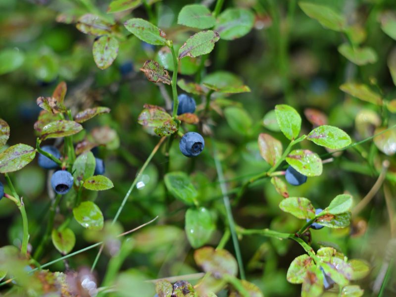 Ripe Blueberries Hang Bushes